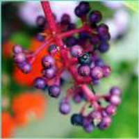 Acai Berry Perfume Oil